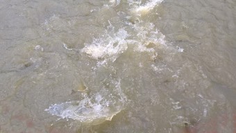 Pira&ntilde;as bei der F&uuml;tterung