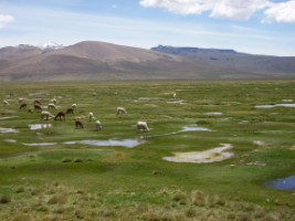 Alpakaherde im Altiplano