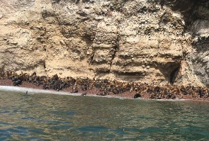 Seelöwen auf Ballestas