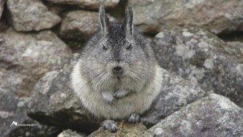 Viscacha Viscacha